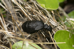 Eurymeloe