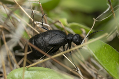 Eurymeloe