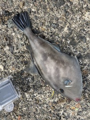 Thamnaconus modestus