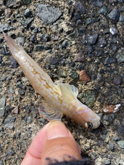 ホシノハゼ