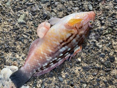 Pseudolabrus sieboldi