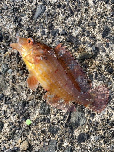 オハグロベラ