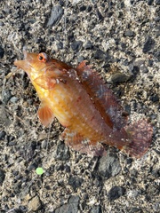 Pteragogus aurigarius