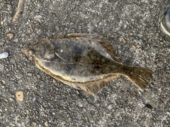 Platichthys bicoloratus