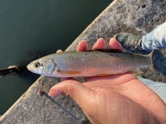 Pseudaspius hakonensis