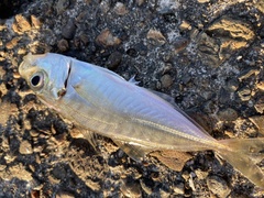 Trachurus japonicus
