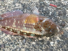 Pseudolabrus sieboldi