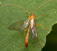 Enicospilus lineolatus