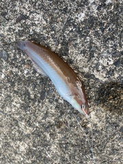 Halichoeres tenuispinis