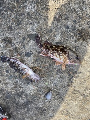 Sebastiscus marmoratus