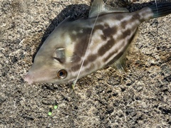 Thamnaconus modestus