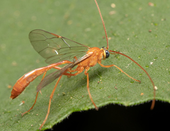 Enicospilus lineolatus