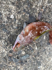 Pseudolabrus sieboldi