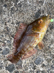 Pteragogus aurigarius