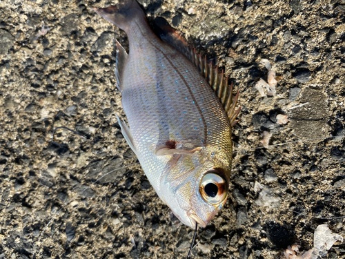 マダイ