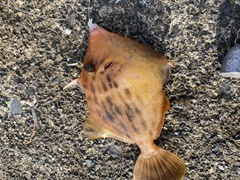 Stephanolepis cirrhifer