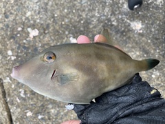Thamnaconus modestus