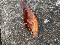 Pteragogus aurigarius