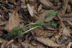 Caulophyllum robustum