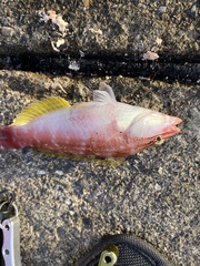 Pseudolabrus sieboldi