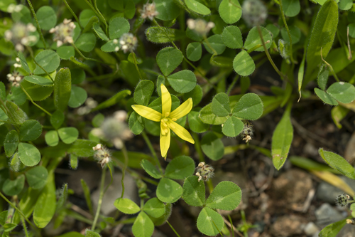 Image of Gagea peduncularis by (c) Eleftherios Katsillis, some rights reserved (CC BY)