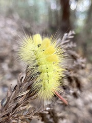 Calliteara pseudabietis