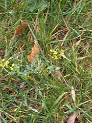 Melilotus officinalis