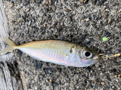 Trachurus japonicus