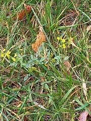 Melilotus officinalis