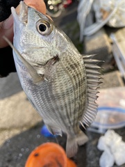 Acanthopagrus schlegelii