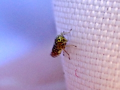 Eupteryx decemnotata