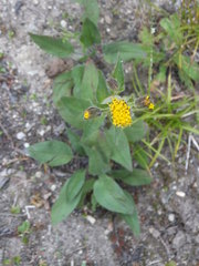 Arnica parryi
