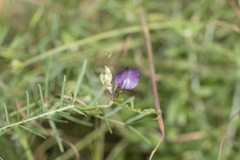 Vicia peregrina