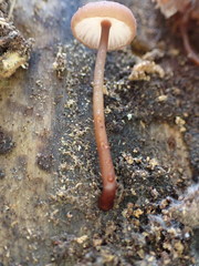 Mycena mariae