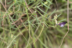 Vicia peregrina