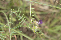 Vicia peregrina