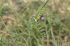 Vicia peregrina