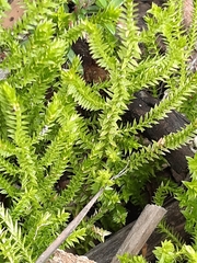 Lateristachys lateralis