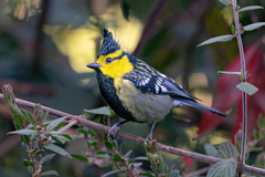 Machlolophus spilonotus