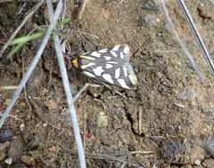 Tanyzancla marionella