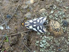 Tanyzancla marionella