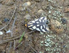 Tanyzancla marionella