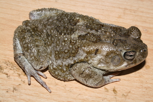 Egyptian Toad