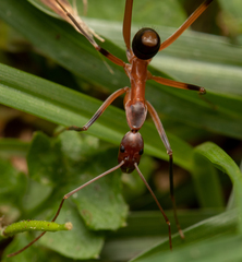 Leptomyrmex cnemidatus