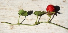 Potentilla indica