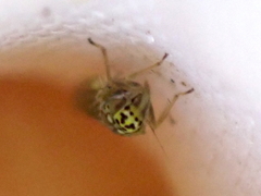 Eupteryx decemnotata