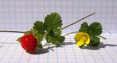 Potentilla indica