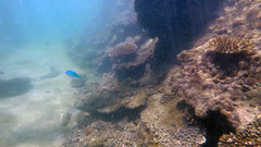 Chromis atripectoralis