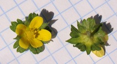 Potentilla indica