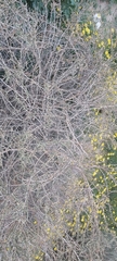 Haloxylon salicornicum